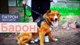Dogs_Thumbs_07_Baron_PF